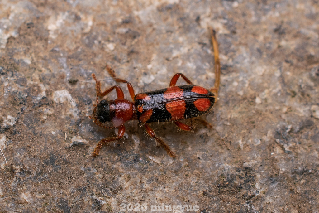 Neorthrius sinensis
