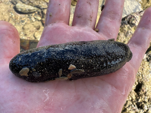 Holothuria atra observed 2026-10-25