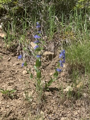 Penstemon cyananthus