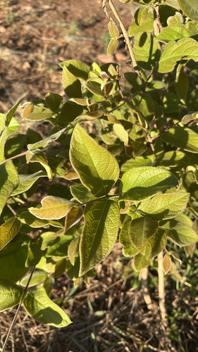 Combretum observed 2026-10-25