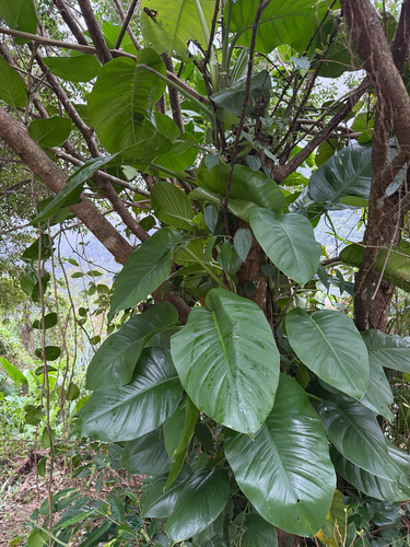 Scindapsus observed 2026-10-25