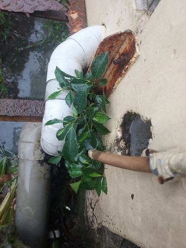 Ficus microcarpa observed 2026-10-24