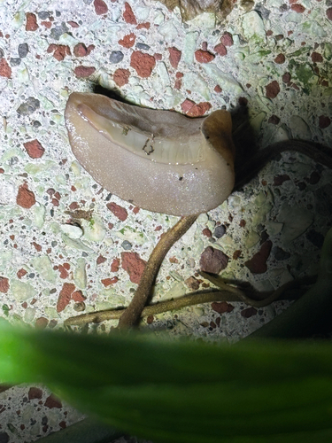 Sarasinula plebeia observed 2026-10-25
