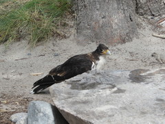 Daptrius albogularis