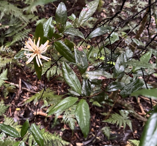 Helicia observed 2026-10-25