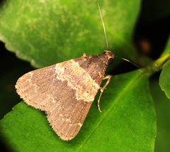 Hydrillodes nilgirialis