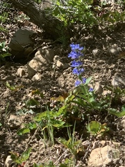 Penstemon cyananthus