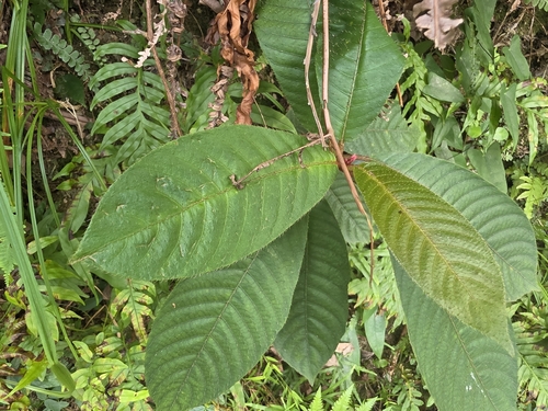 Saurauia observed 2026-10-25