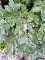 Xylocarpus rumphii