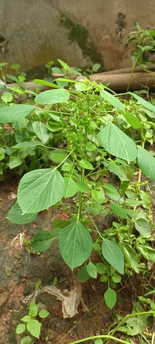 Acalypha indica observed 2026-10-25