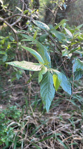 Combretum observed 2026-10-25