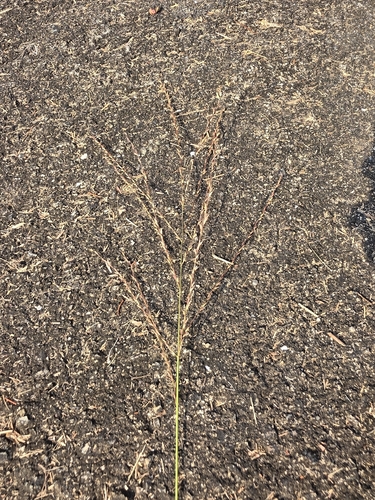 Arundinella setosa observed 2026-10-25