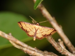 Idaea impexa