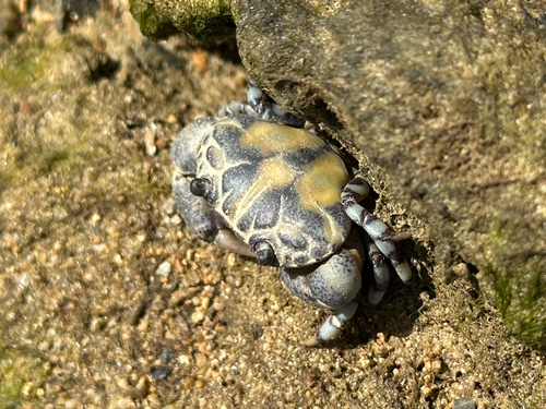 Lydia annulipes observed 2026-10-25