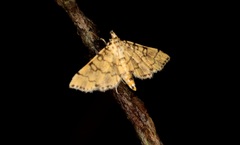 Lamprosema tampiusalis