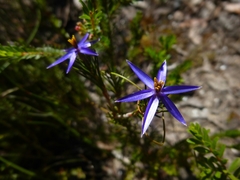 Calectasia intermedia