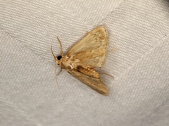 Luma