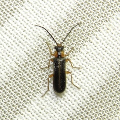 Podabrus modestus