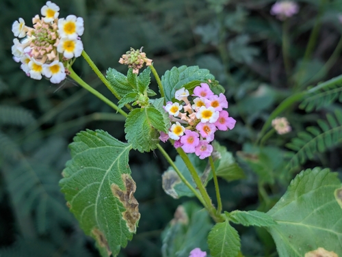 Lantana camara observed 2026-10-24
