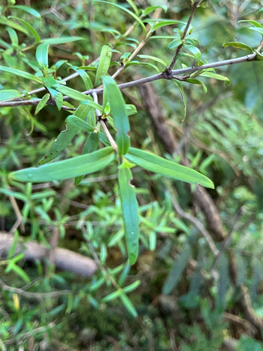 Coprosma propinqua observed 2026-10-25