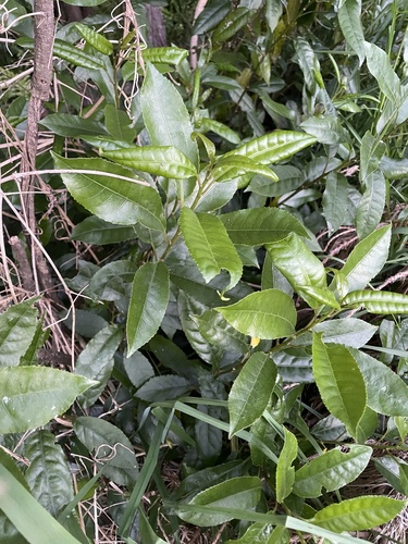 Melicytus ramiflorus observed 2026-10-25