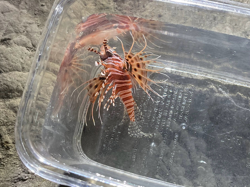 Pterois antennata observed 2026-10-16