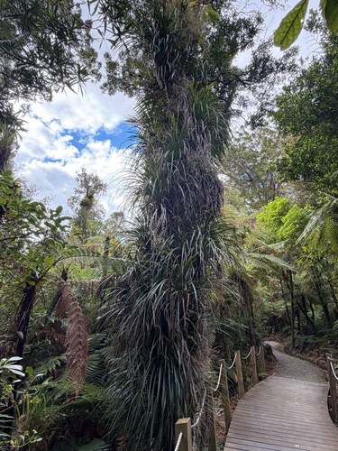 Freycinetia observed 2026-10-25