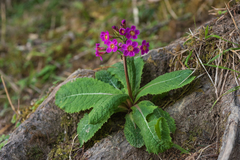 Primula miyabeana