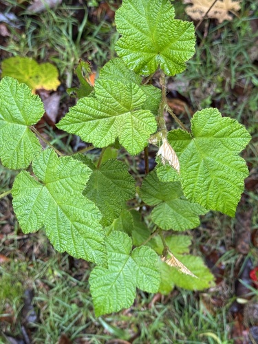 Rubus moluccanus observed 2026-10-25