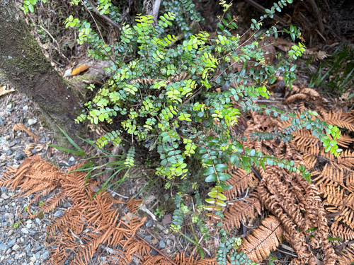Metrosideros diffusa observed 2026-10-25