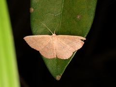 Perixera minorata