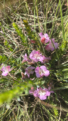 Penstemon observed 2026-10-25