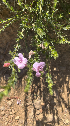 Penstemon observed 2026-10-25