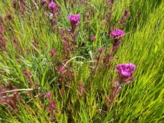 Castilleja ambigua humboldtiensis