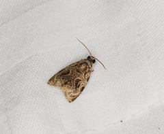 Phaecasiophora leechi