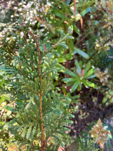 Libocedrus bidwillii observed 2026-10-25