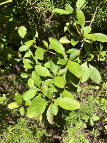 Coprosma foetidissima observed 2026-10-25