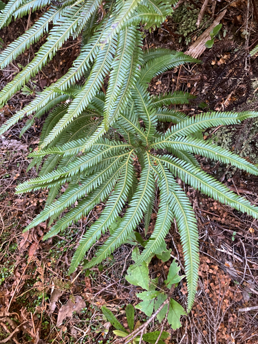 Sticherus cunninghamii observed 2026-10-25