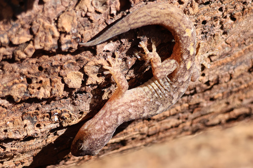 Phyllodactylus, 2026-10-25