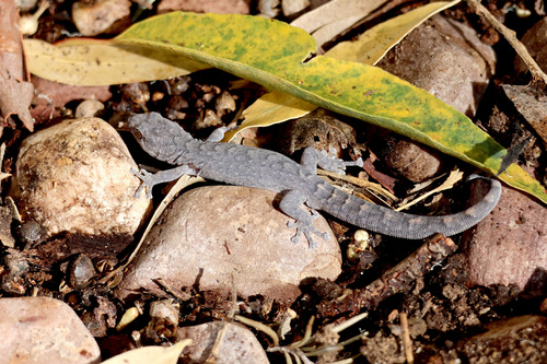 Phyllodactylus, 2026-10-25