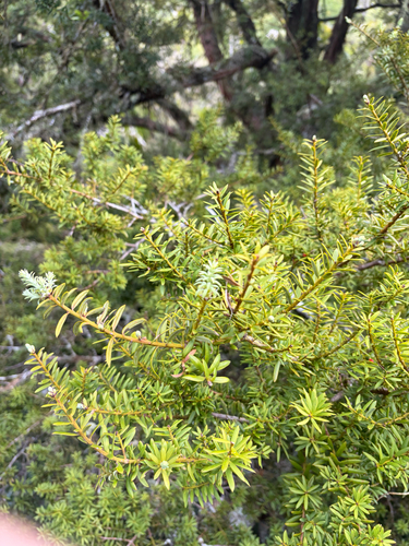 Podocarpus totara observed 2026-10-25