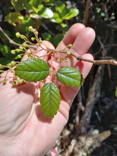 Rubus schmidelioides observed 2026-10-25