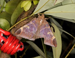 Pindara illibata