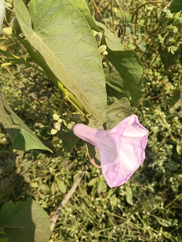 Ipomoea carnea observed 2026-10-25