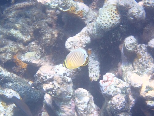 Chaetodon lunulatus observed 2026-10-25