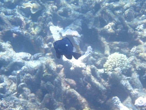Dascyllus trimaculatus observed 2026-10-25