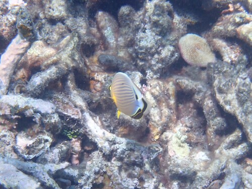 Chaetodon lunulatus observed 2026-10-25
