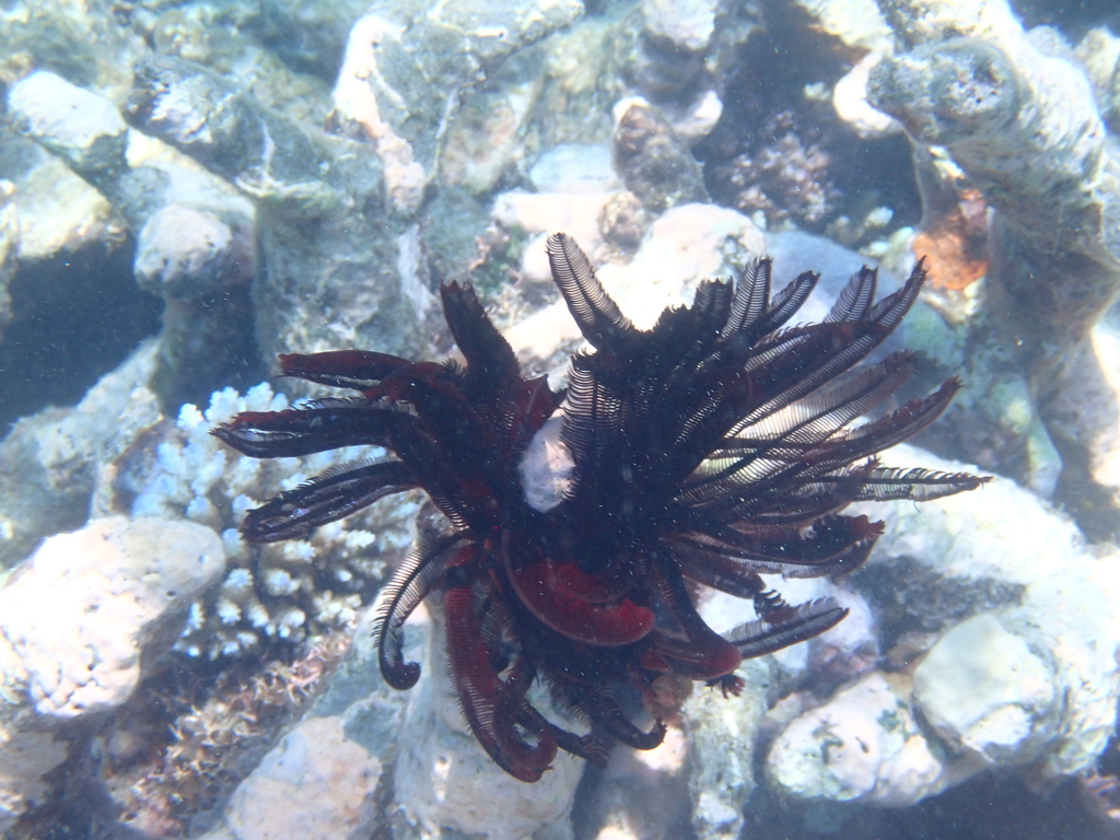 Beautiful Feather Star