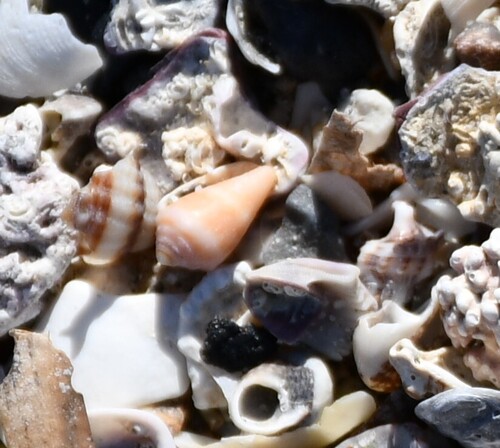 Conus ventricosus observed 2026-10-18