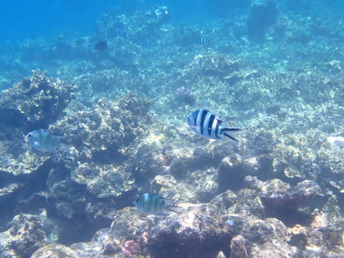 Abudefduf sexfasciatus observed 2026-10-25